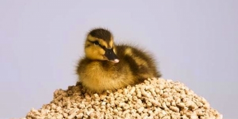 Kako hraniti i kako hraniti pačiće?